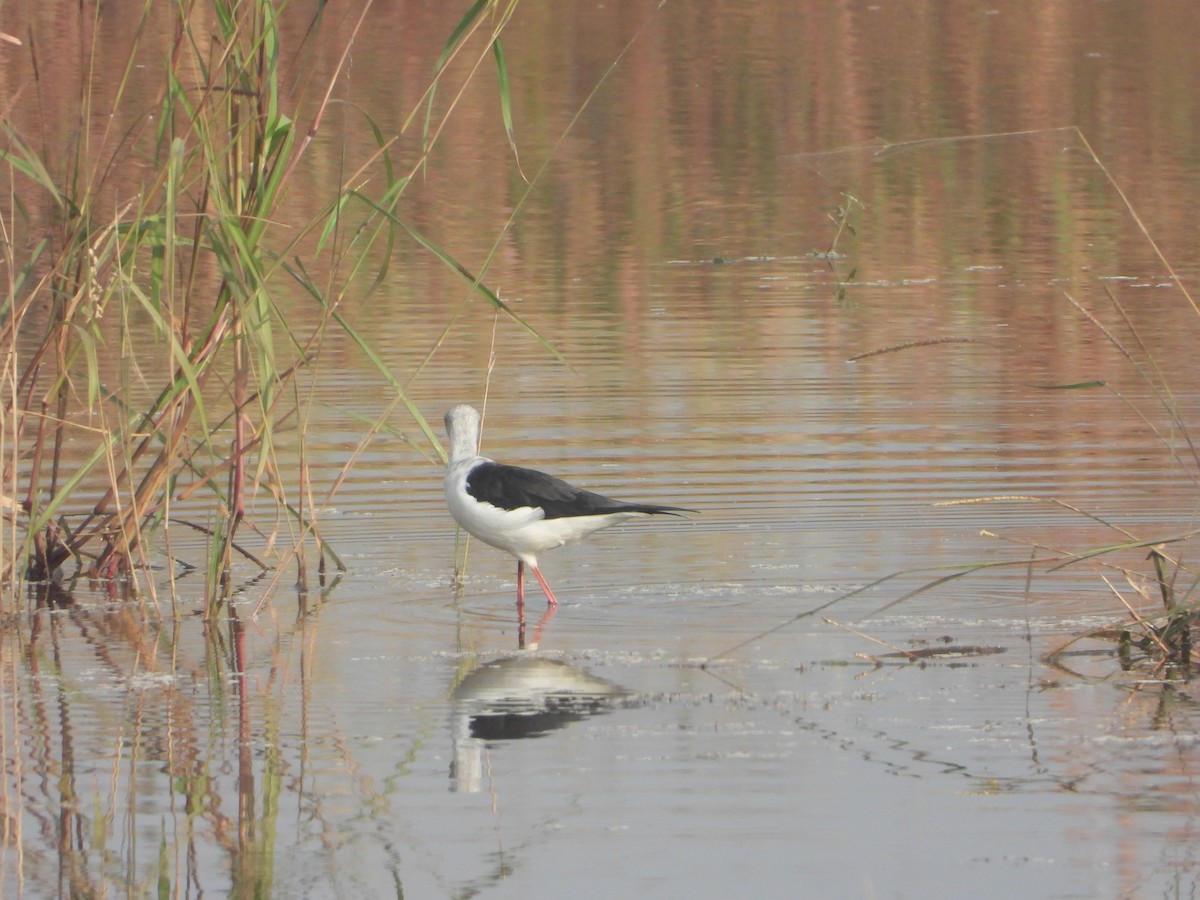 Zankaluze eurasiarra - ML645645624