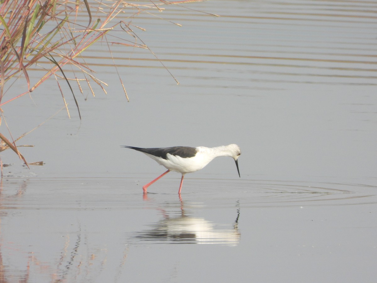 Zankaluze eurasiarra - ML645645625