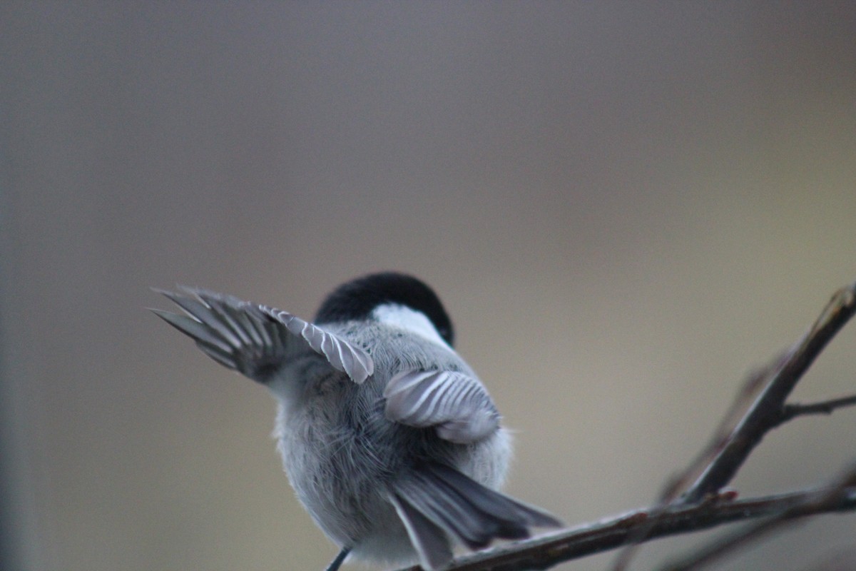 Пухляк - ML645645630