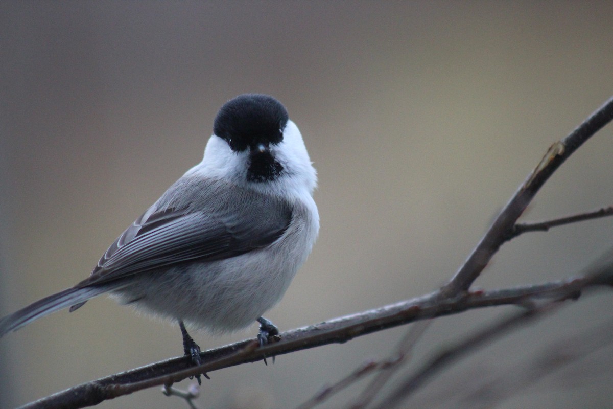 Пухляк - ML645645631