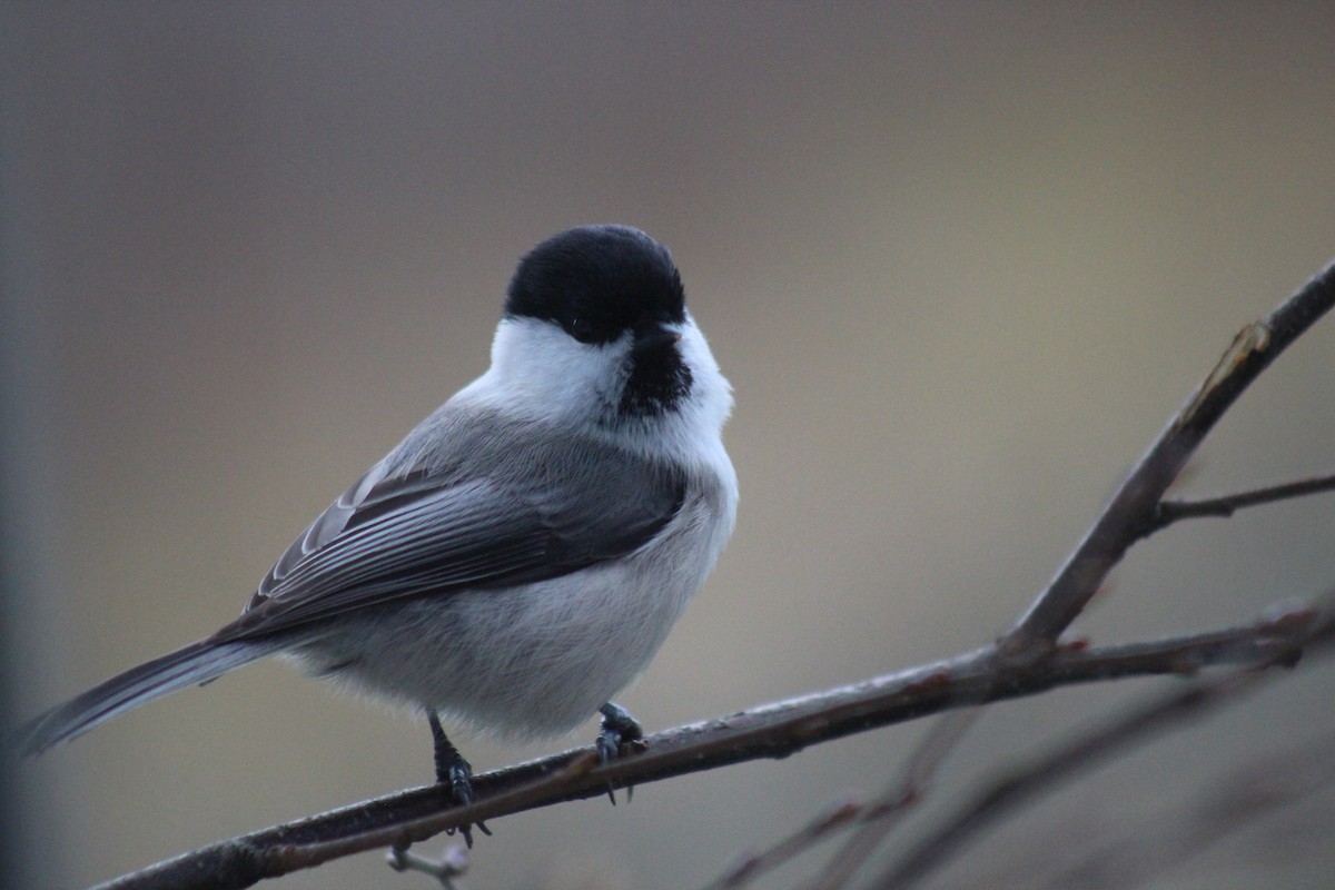 Пухляк - ML645645632