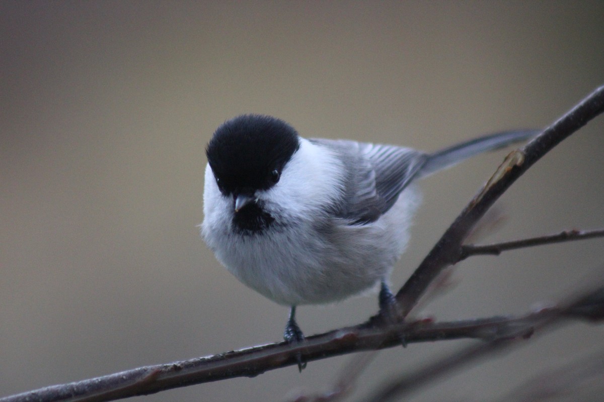 Пухляк - ML645645633