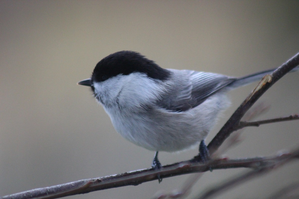 Пухляк - ML645645634