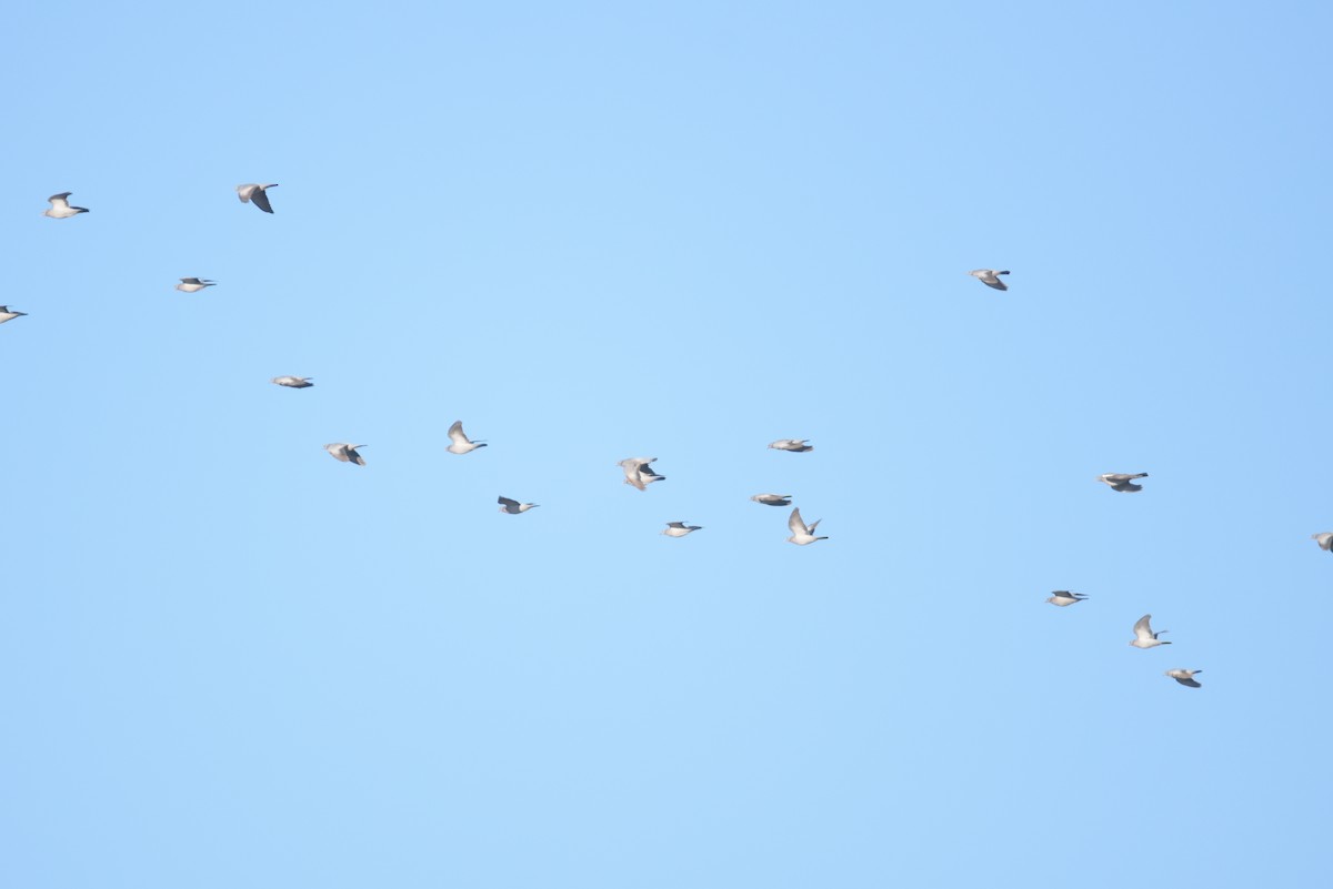 holub doupňák - ML645645635