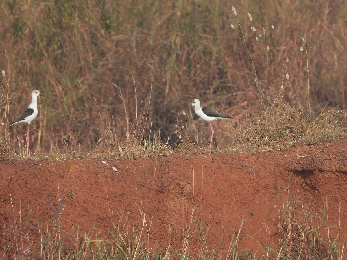 Zankaluze eurasiarra - ML645645645