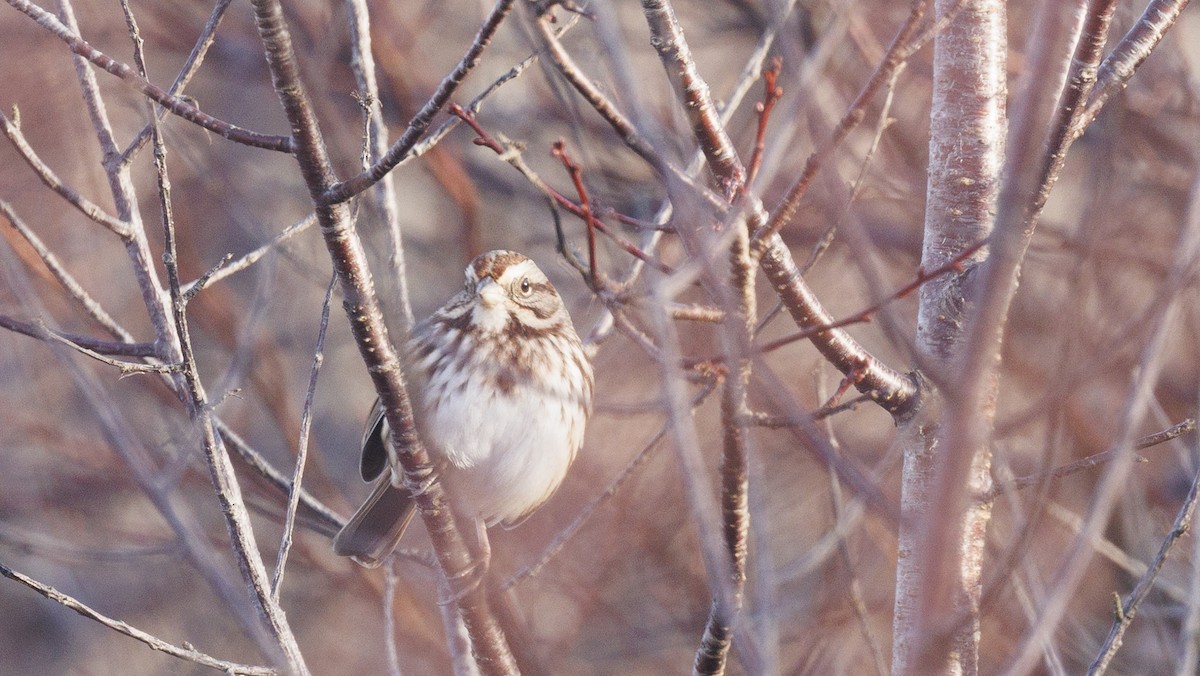 Song Sparrow - ML645645646