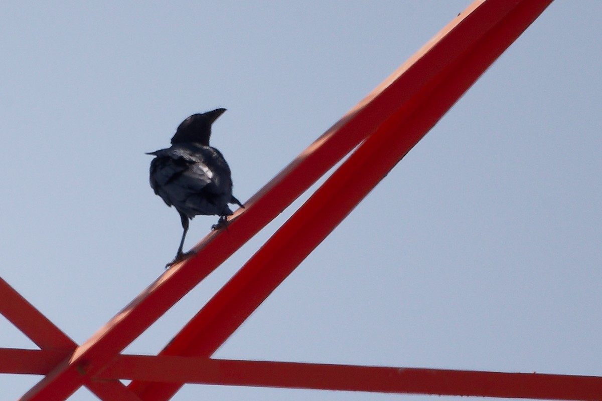 Kısa Kuyruklu Kuzgun - ML645645648