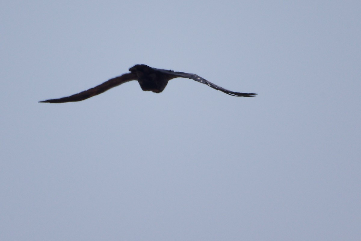 Kısa Kuyruklu Kuzgun - ML645645649