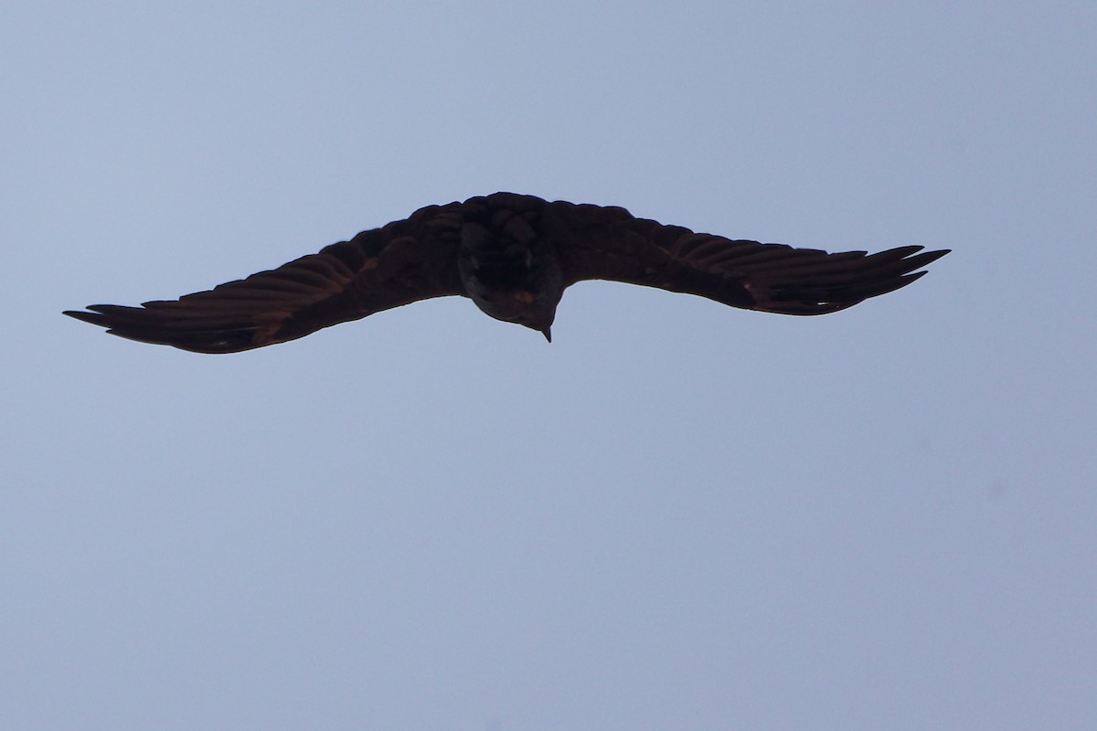 Kısa Kuyruklu Kuzgun - ML645645650