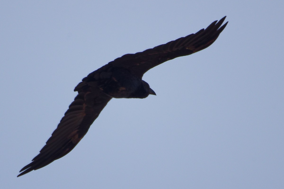 Kısa Kuyruklu Kuzgun - ML645645651