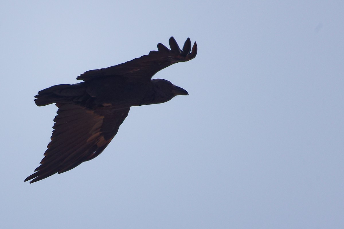 Kısa Kuyruklu Kuzgun - ML645645652