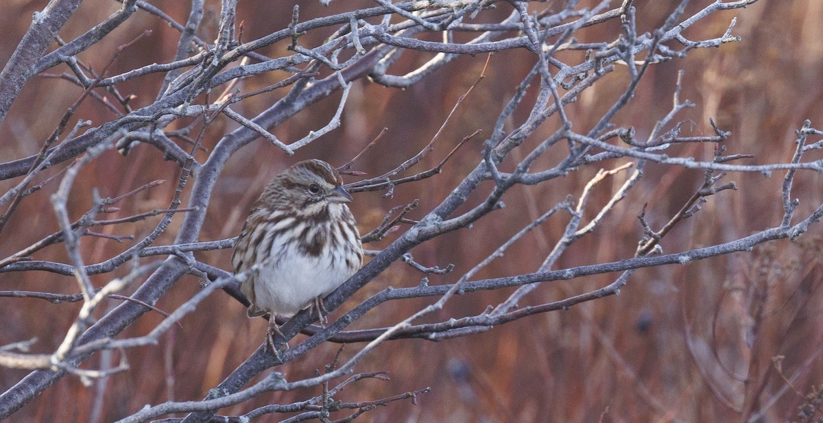 Song Sparrow - ML645645653