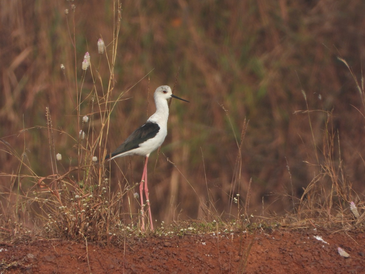 Zankaluze eurasiarra - ML645645658