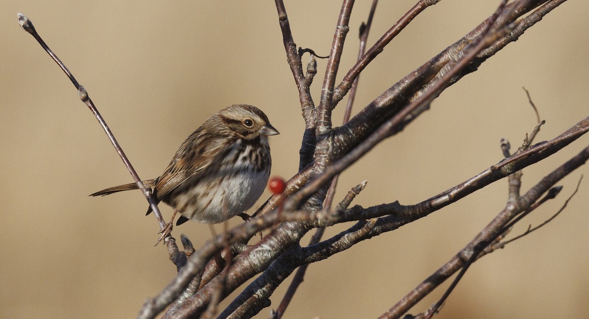Song Sparrow - ML645645665