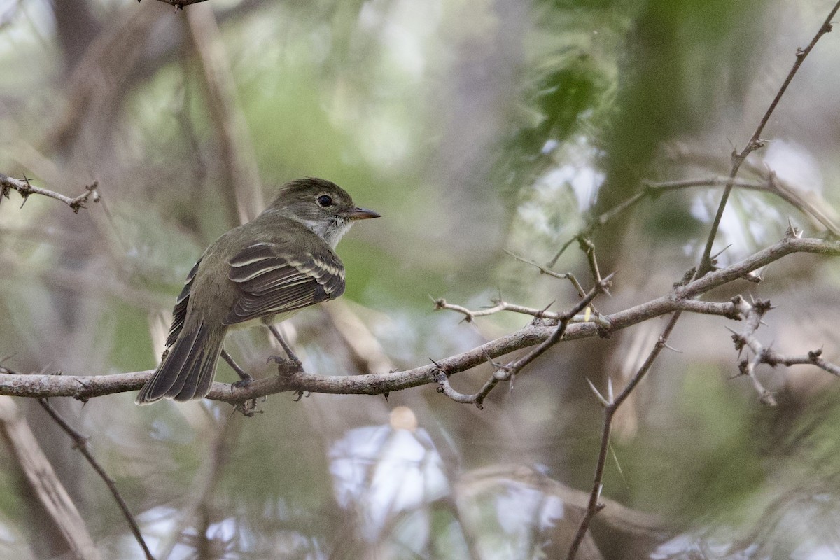 Élénie siffleuse - ML645645671
