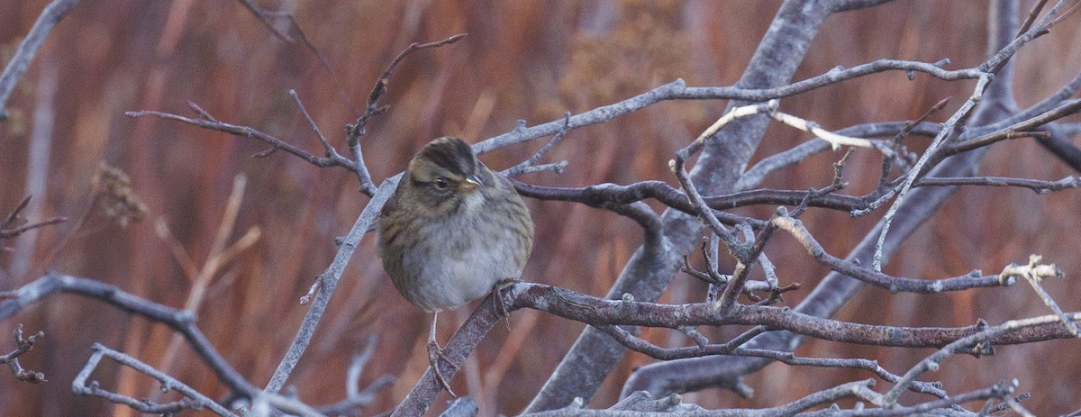 Swamp Sparrow - ML645645672