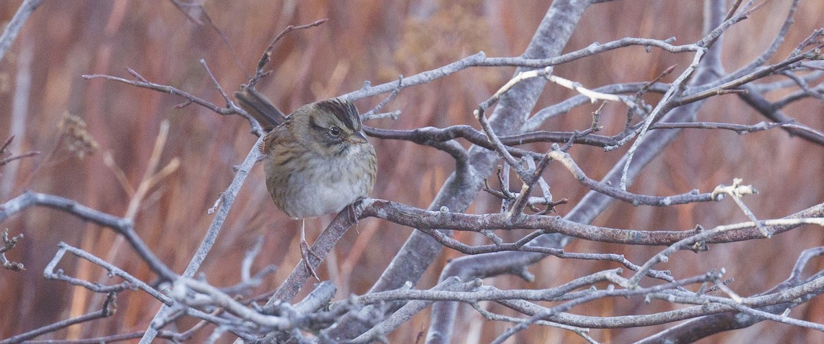 Swamp Sparrow - ML645645678