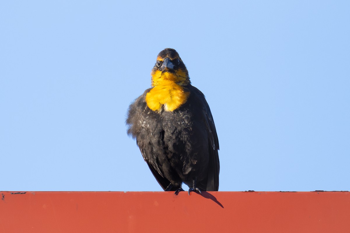 Yellow-headed Blackbird - ML645645690