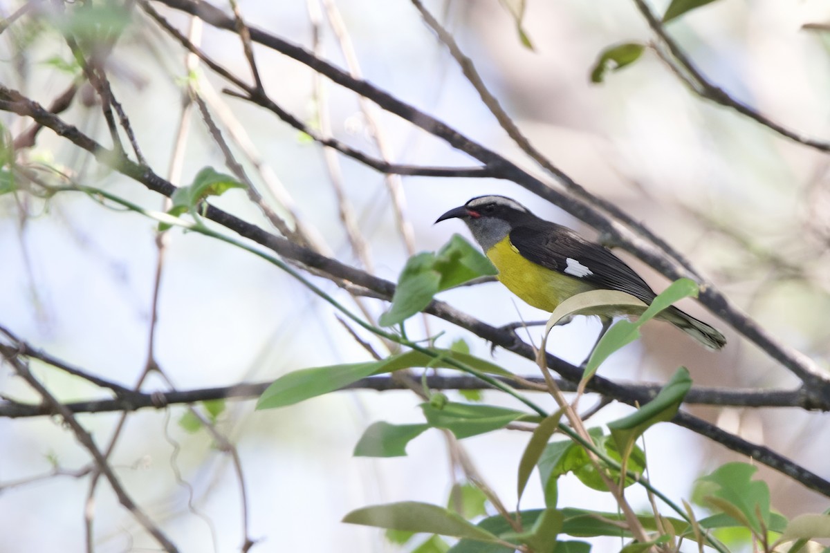 Sucrier à ventre jaune (groupe portoricensis) - ML645645691