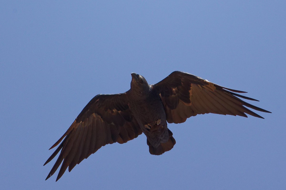 Kısa Kuyruklu Kuzgun - ML645645694