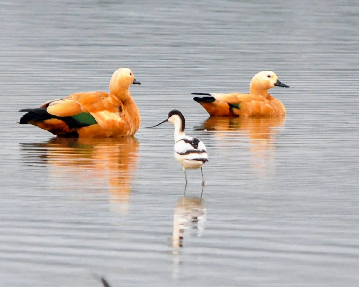 Pied Avocet - ML645645698