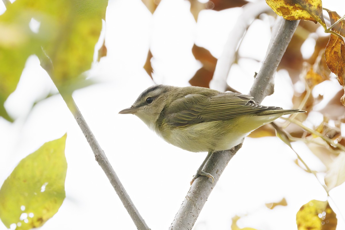 Красноглазый виреон - ML645645704