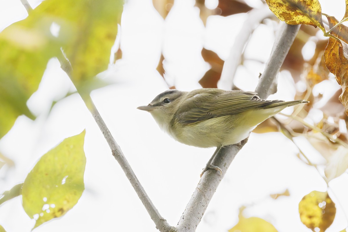 Красноглазый виреон - ML645645706