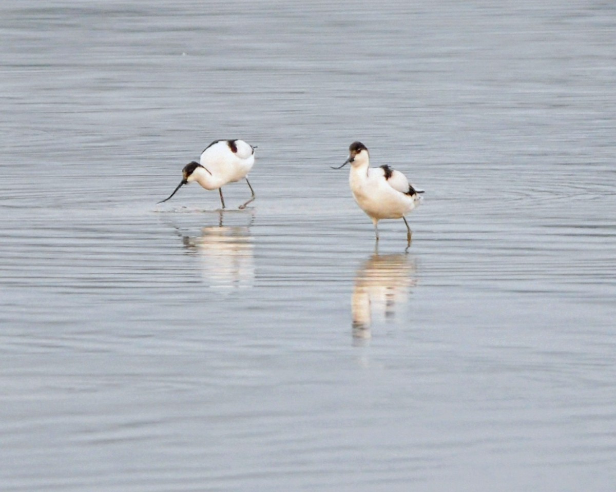 Pied Avocet - ML645645708