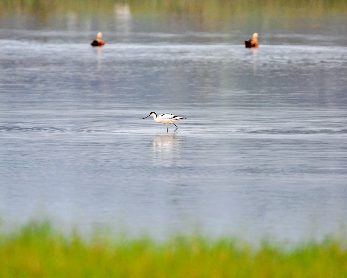 Pied Avocet - ML645645710