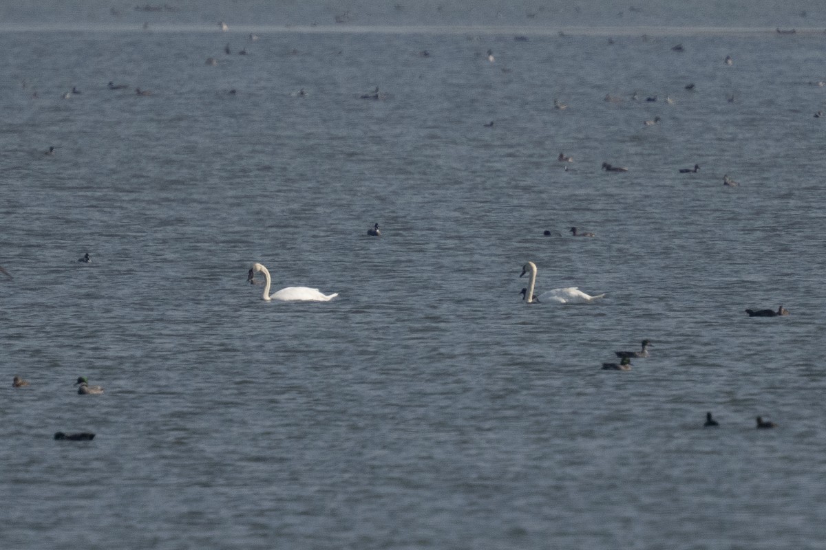 knoppsvane - ML645645714