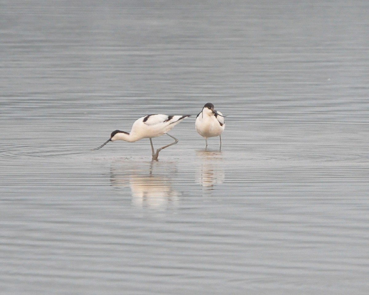 Pied Avocet - ML645645716