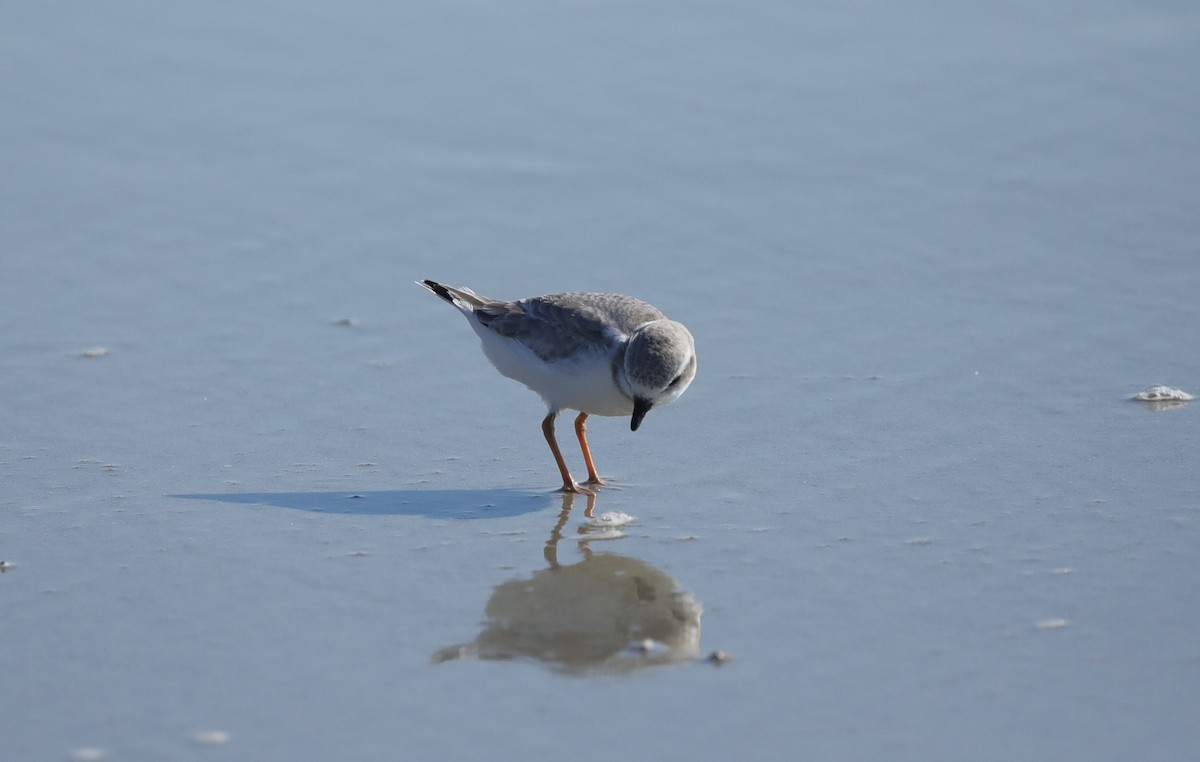 Islıkçı Cılıbıt - ML645645717