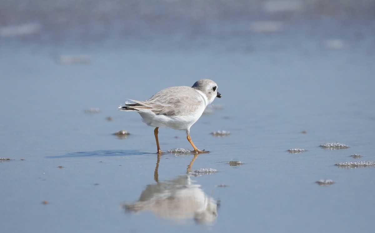 Islıkçı Cılıbıt - ML645645719