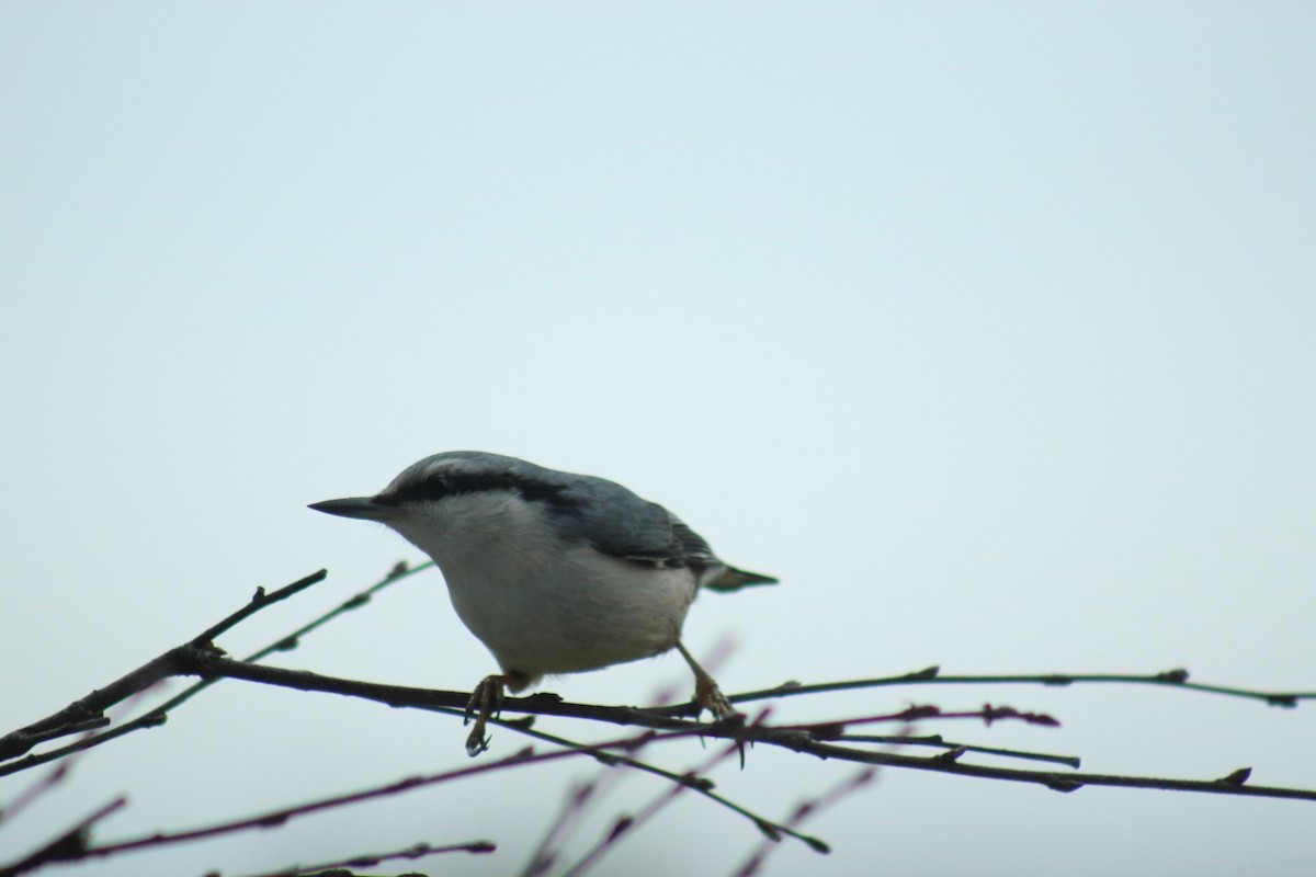 Garrapo eurasiarra - ML645645722