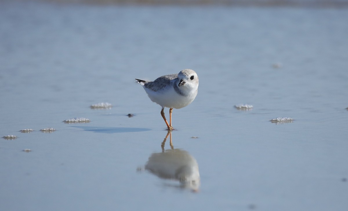 Islıkçı Cılıbıt - ML645645725