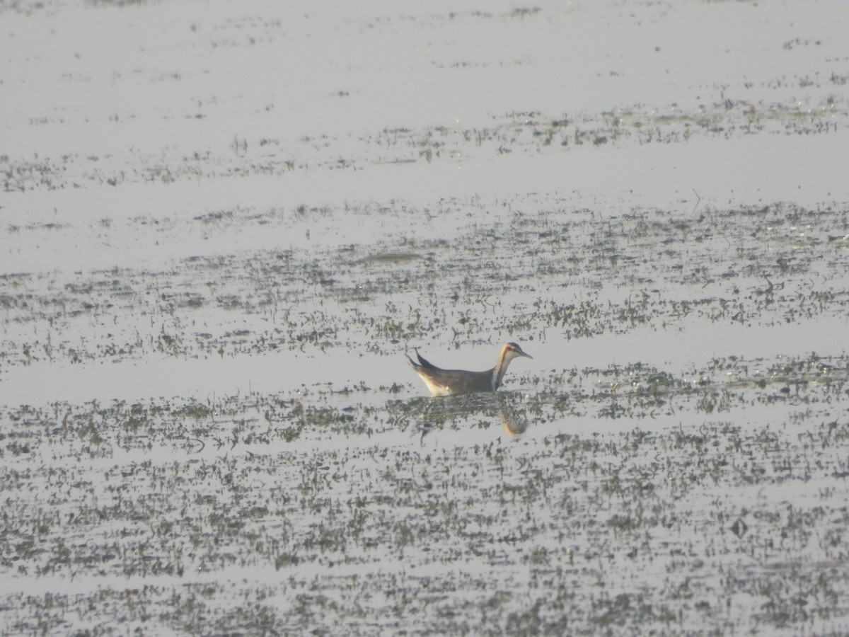 Pheasant-tailed Jacana - ML645645727
