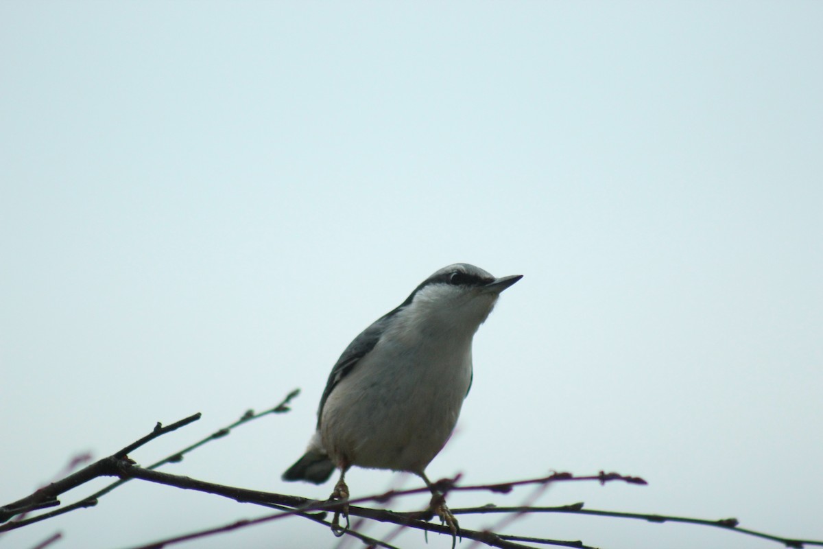 Garrapo eurasiarra - ML645645730