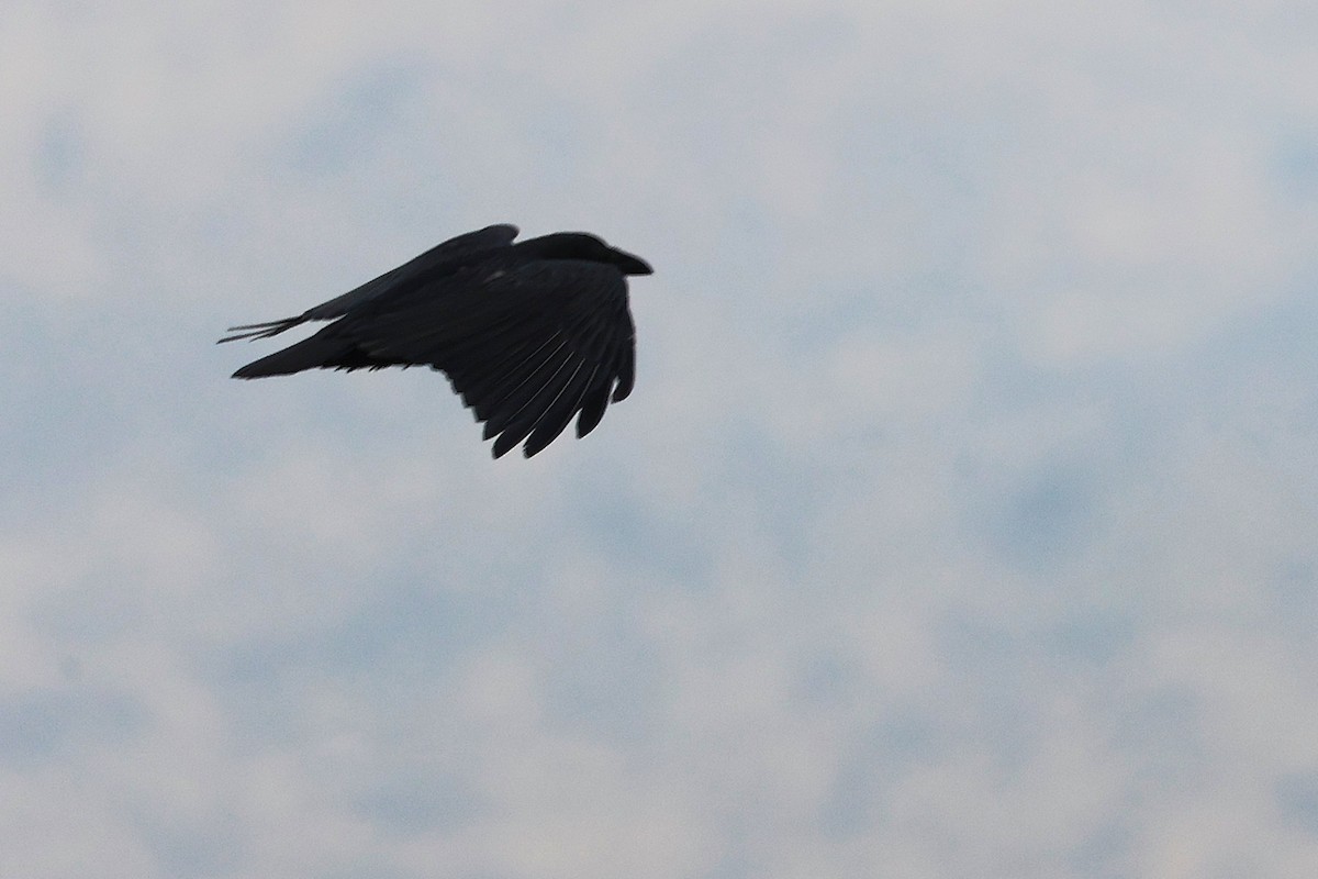 Kısa Kuyruklu Kuzgun - ML645645731