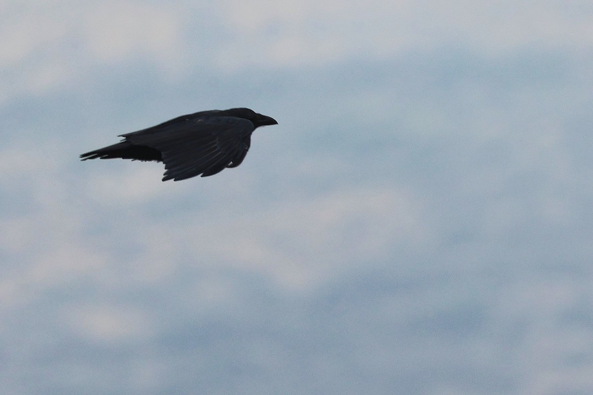 Kısa Kuyruklu Kuzgun - ML645645732