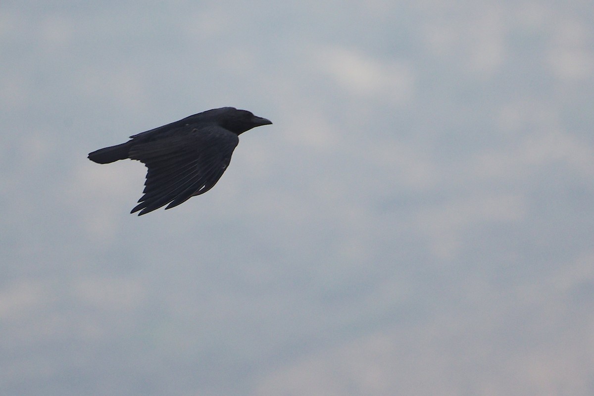 Kısa Kuyruklu Kuzgun - ML645645733