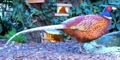 bažant obecný - ML645645745