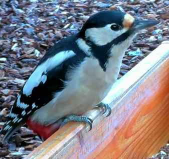 strakapoud velký - ML645645748