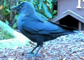 kavka obecná - ML645645757