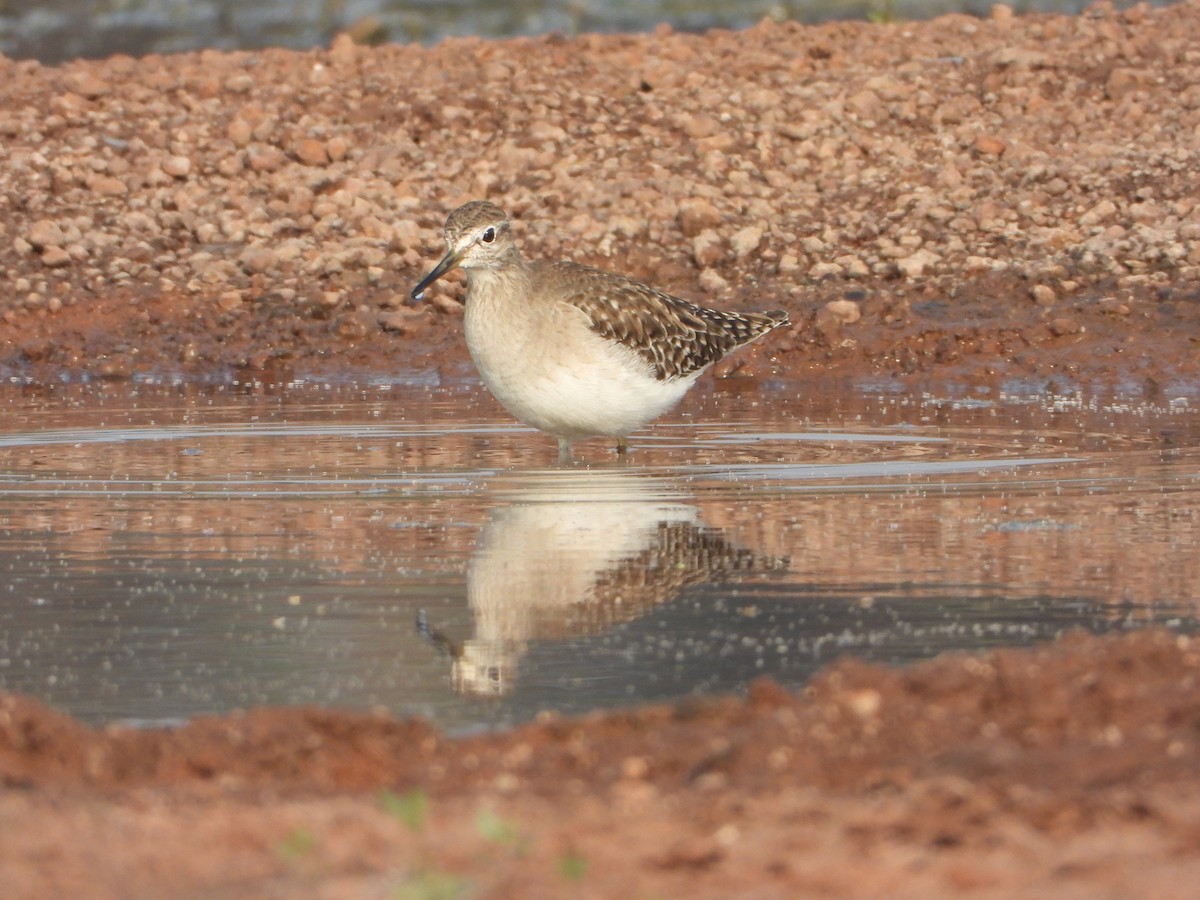 vodouš bahenní - ML645645759
