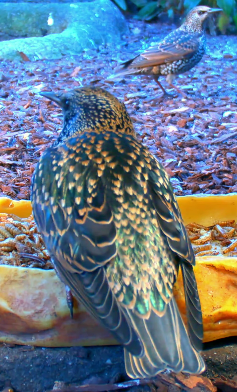 špaček obecný - ML645645763