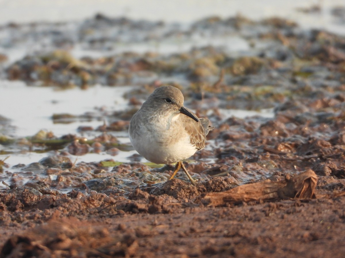 Темминкийн элсэг - ML645645767