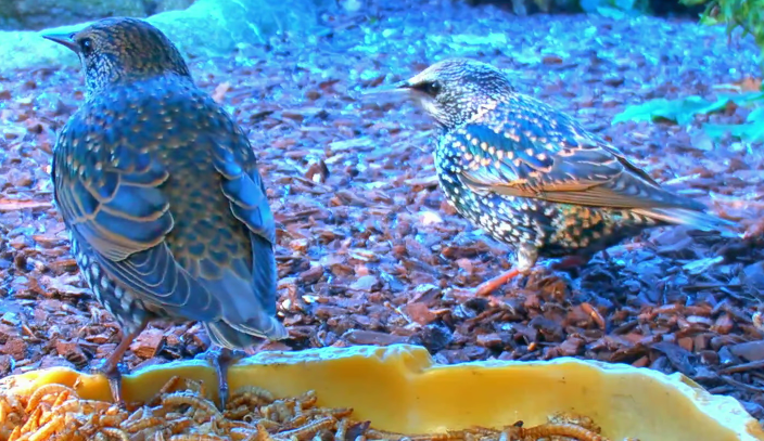 špaček obecný - ML645645768