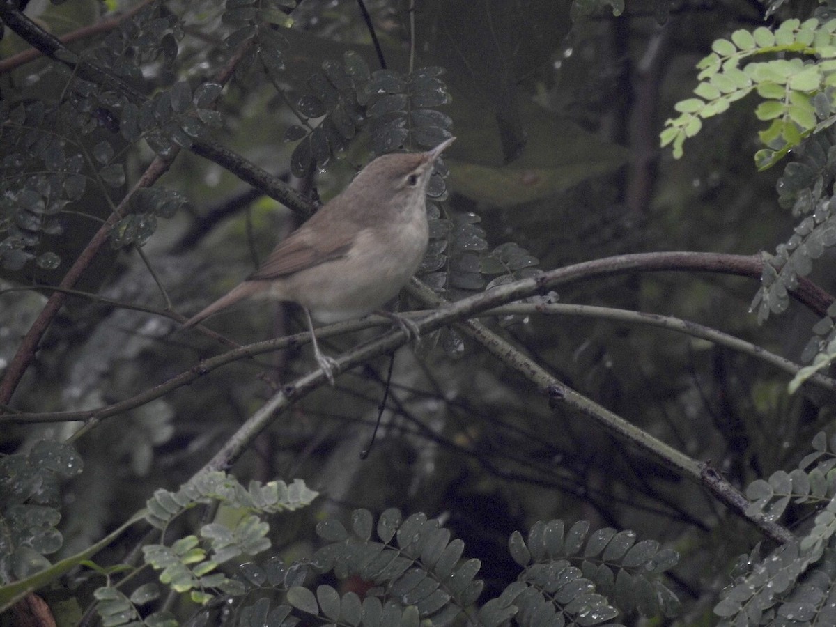 rákosník pokřovní - ML645645776