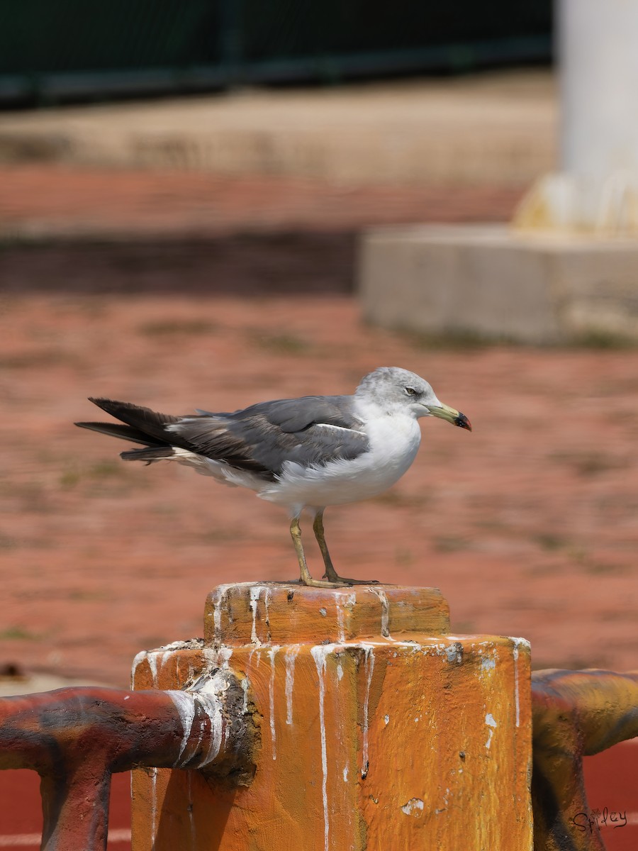 Black-tailed Gull - ML645645782
