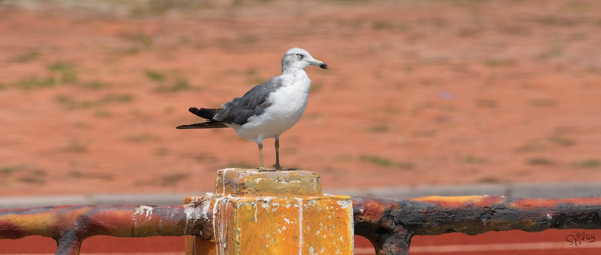 Black-tailed Gull - ML645645783